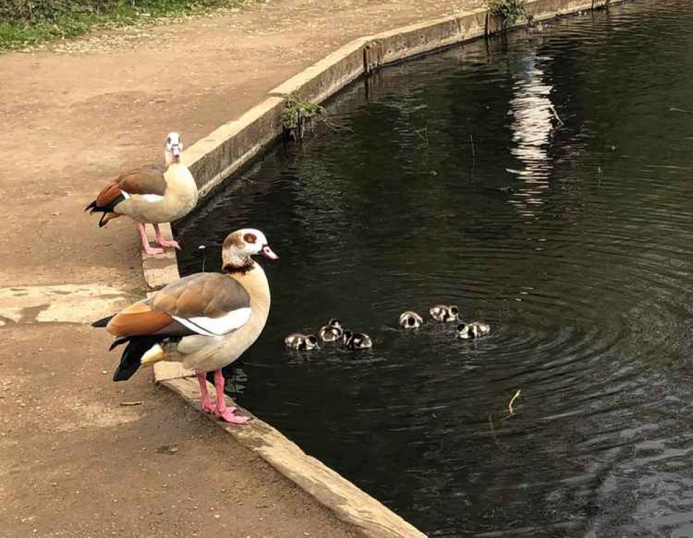 Egyptian Geese and their new little goslings