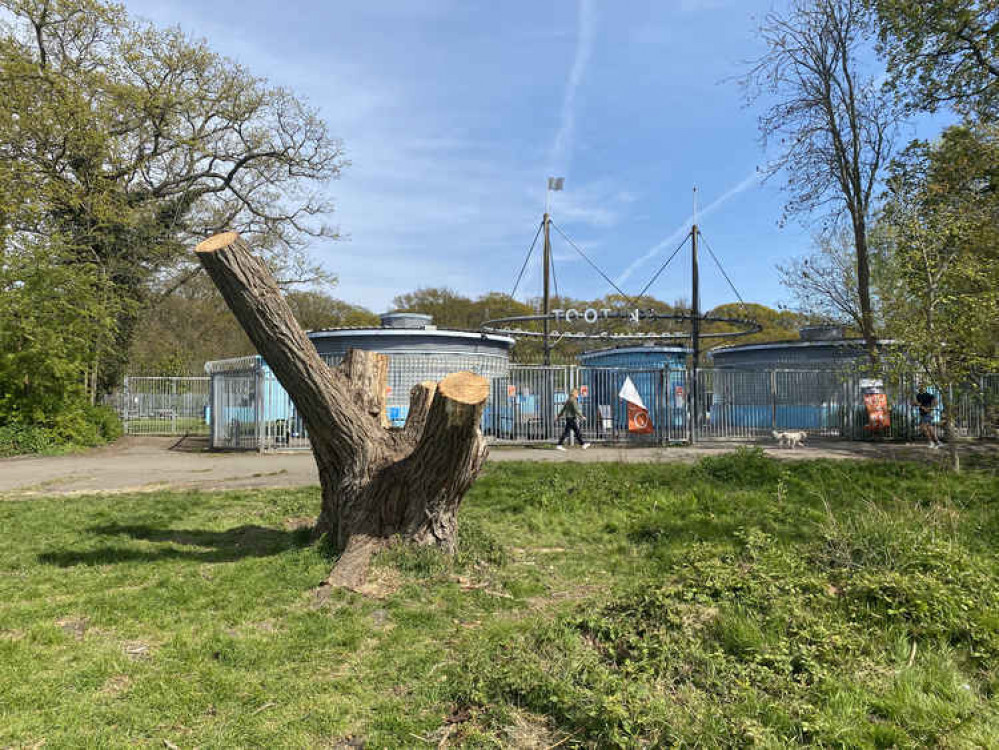 The tree is situated outside of the main gates of Tooting Bec Lido.