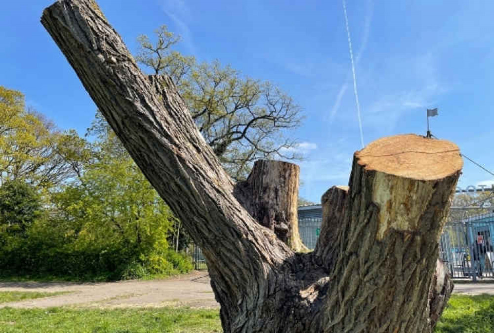 65 trees have been felled across the borough in the past 12 months