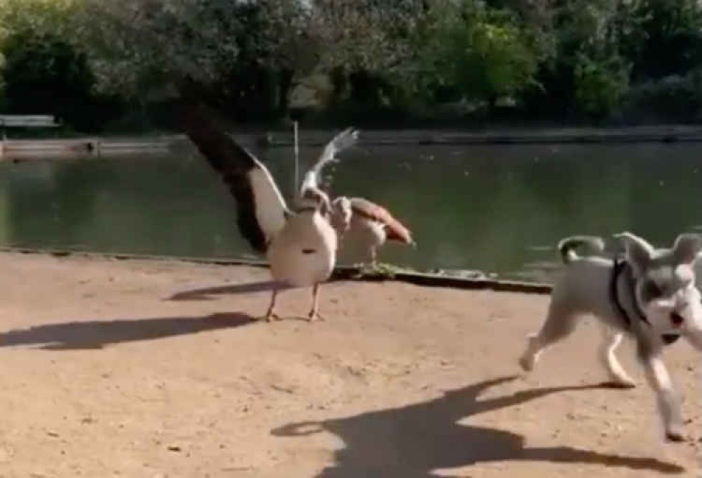 Screenshot from video showing dog off the lead around the Egyptian Geese family Screenshot from video showing dog off the lead around the Egyptian Geese family