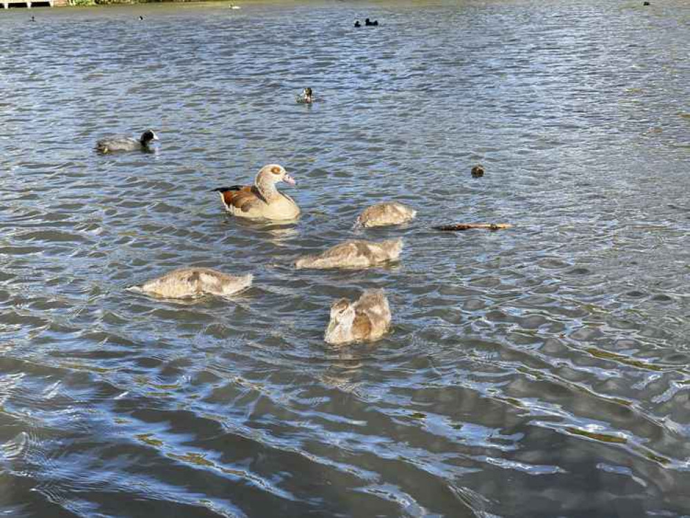 One parent and the four goslings in Tooting Common lake One parent and the four goslings in Tooting Common lake