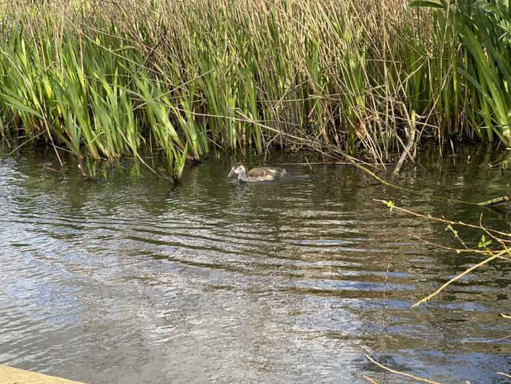 A baby gosling trailing behind its family A baby gosling trailing behind its family