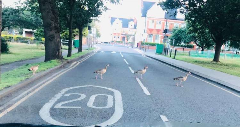 Egyptian Geese are often seen on Tooting Common