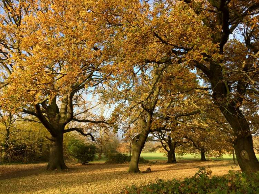 Tooting Common was recently awarded Green Flag status (Image: TCMAC) Tooting Common was recently awarded Green Flag status (Image: TCMAC)