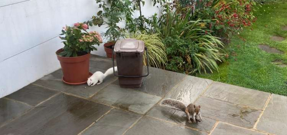 'The Silver Haired Fox' and what is believed to be its mother (Image: Harley Richardson)