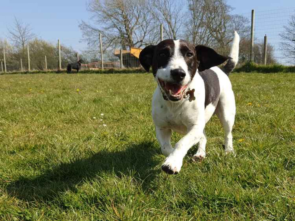 Joey's Doggie Day Care shares its top tips on recognising healthy play between dogs