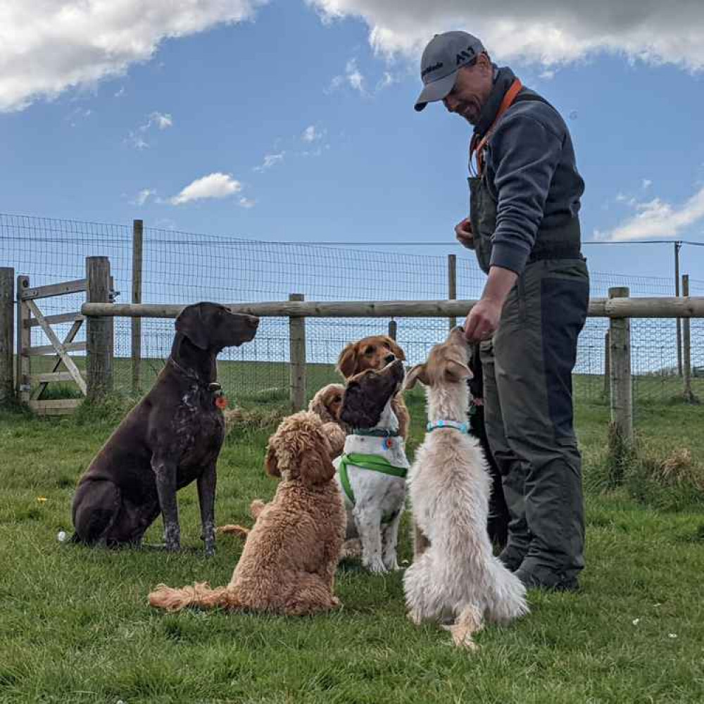 Joey's Doggie Day Care shares its top tips on recognising healthy play between dogs