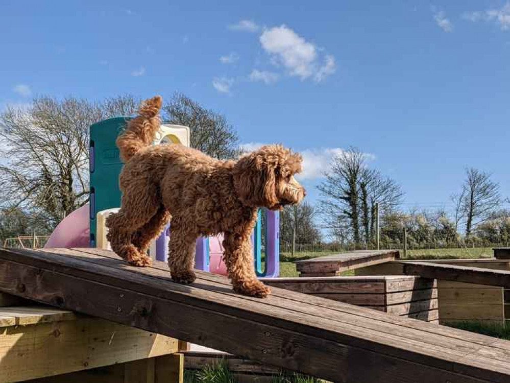 Joey's Doggie Day Care shares its top tips on recognising healthy play between dogs