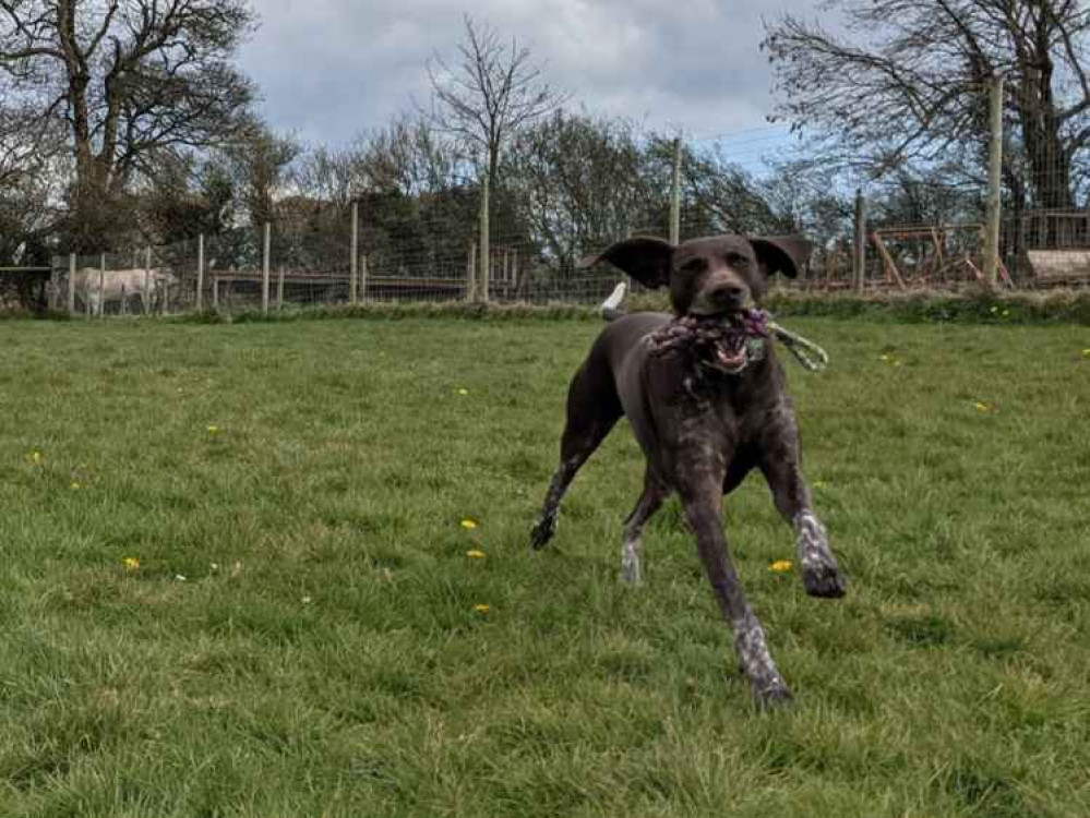 Joey's Doggie Day Care shares its top tips on recognising healthy play between dogs