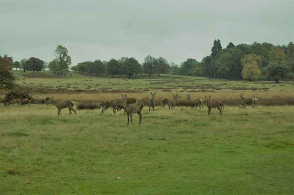 Deer in Richmond Park