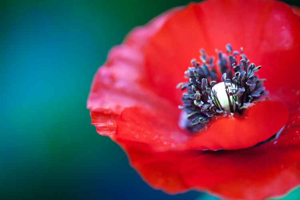 The Poppy Appeal runs until Armistice Day on November 11