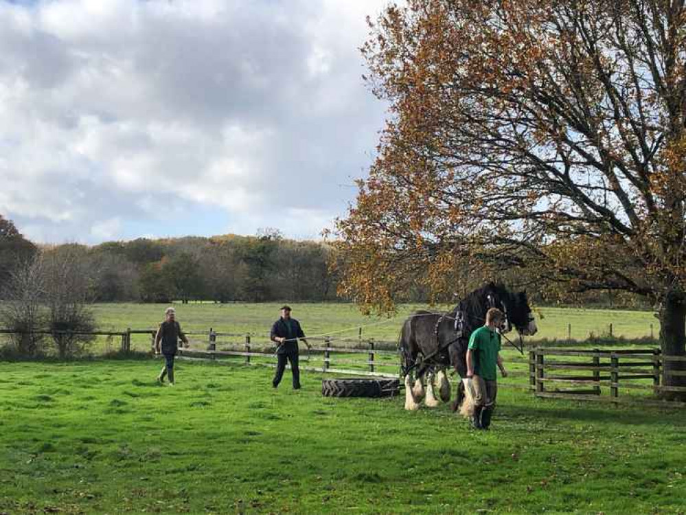 The shire horses of Richmond Park