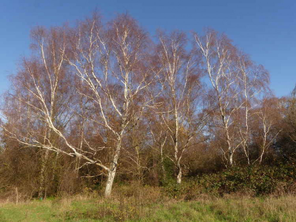 Sunshine on the silver birch explains it's name.