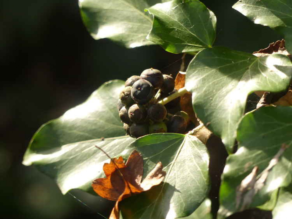 Holly and ivy berries will be a valuable winter food source