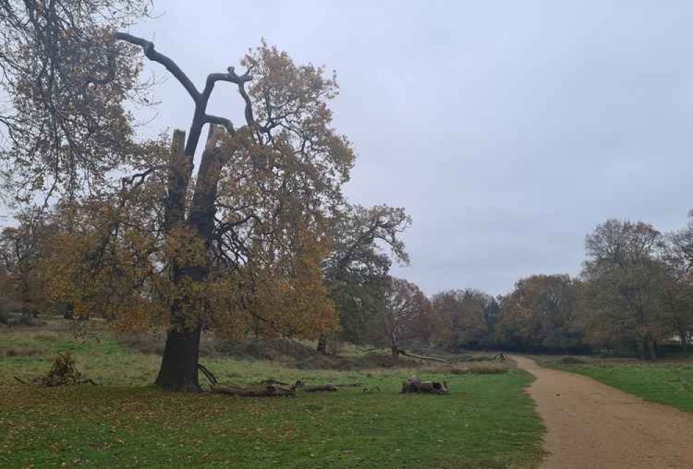 The path from the Petesham Gate entrance to Richmond Park