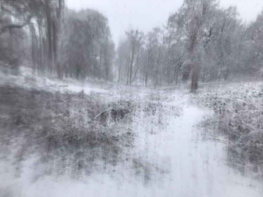 Richmond Park was closed to traffic this morning