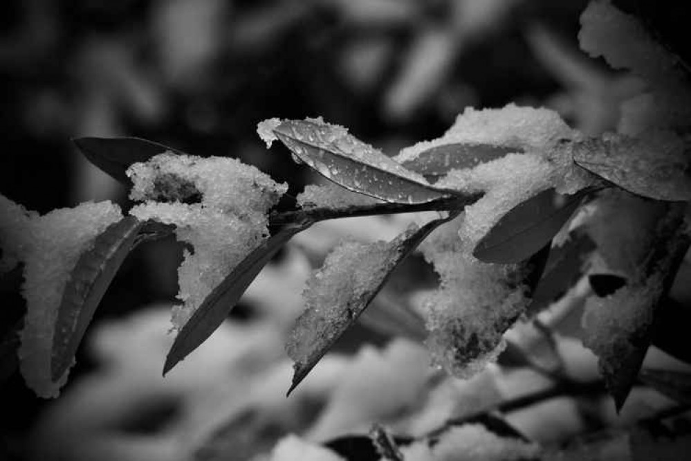 Snowy leaves