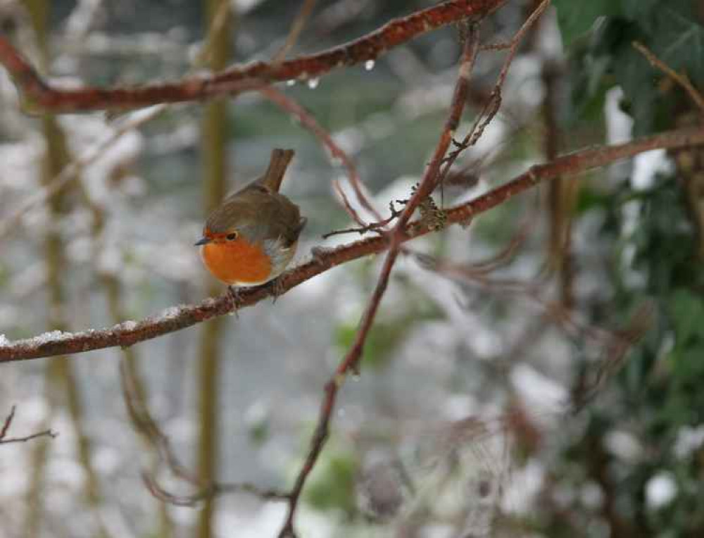 Robin red breast in Crane Park by John Royle Robin red breast in Crane Park by John Royle