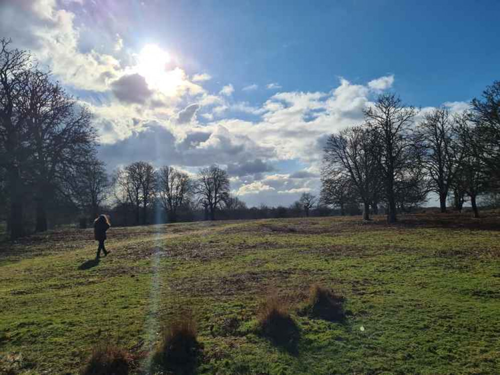 Richmond Park on a sunny February afternoon Richmond Park on a sunny February afternoon