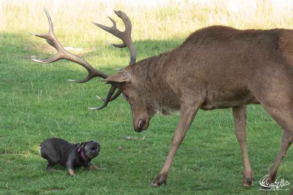 A French Bulldog faces down a large stag. (Credit: Max Ellis) A French Bulldog faces down a large stag. (Credit: Max Ellis)