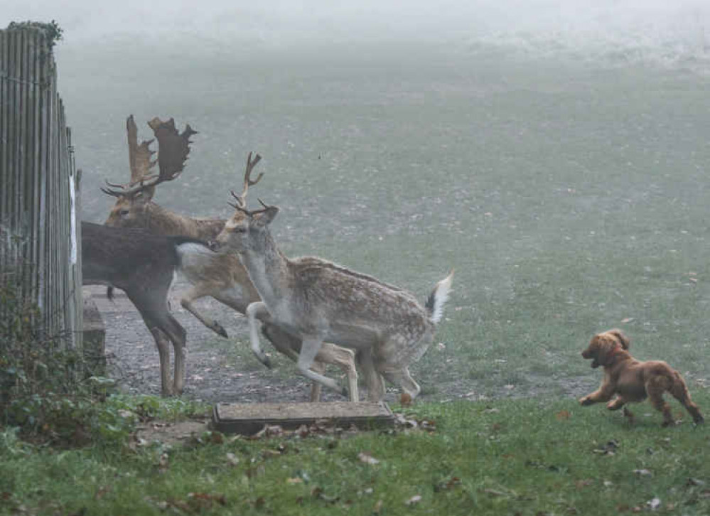 Exit pursued by dog (Credit: Max Ellis) Exit pursued by dog (Credit: Max Ellis)