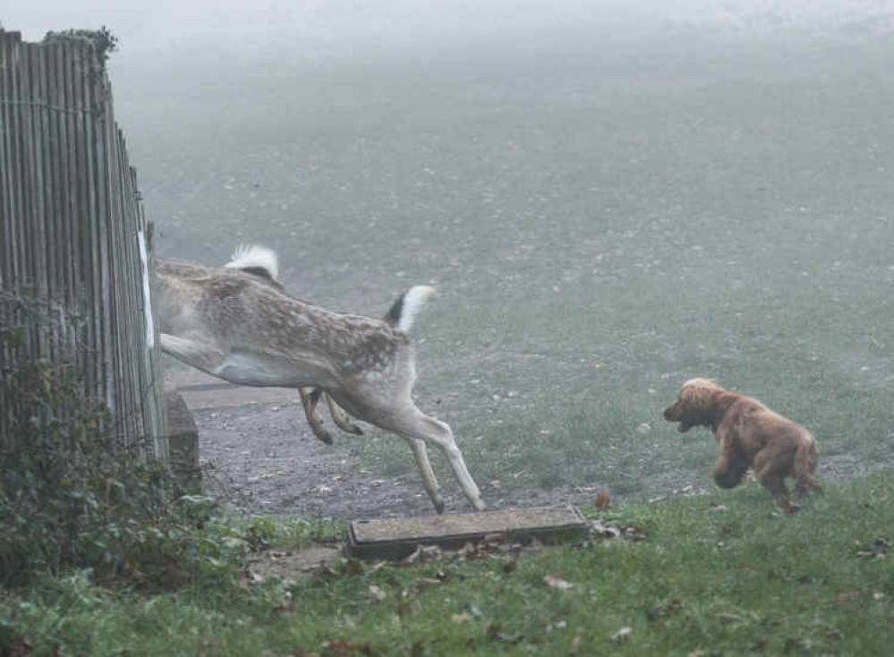 The deer were calm until disturbed by this small intruder (Credit: Max Ellis) The deer were calm until disturbed by this small intruder (Credit: Max Ellis)