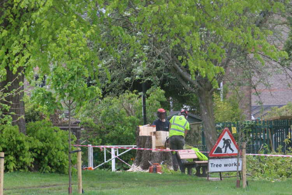 Works to fell the tree in Salisbury Field