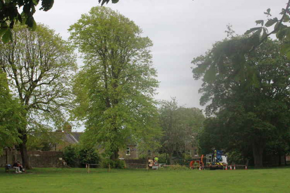 Works to fell the tree in Salisbury Field