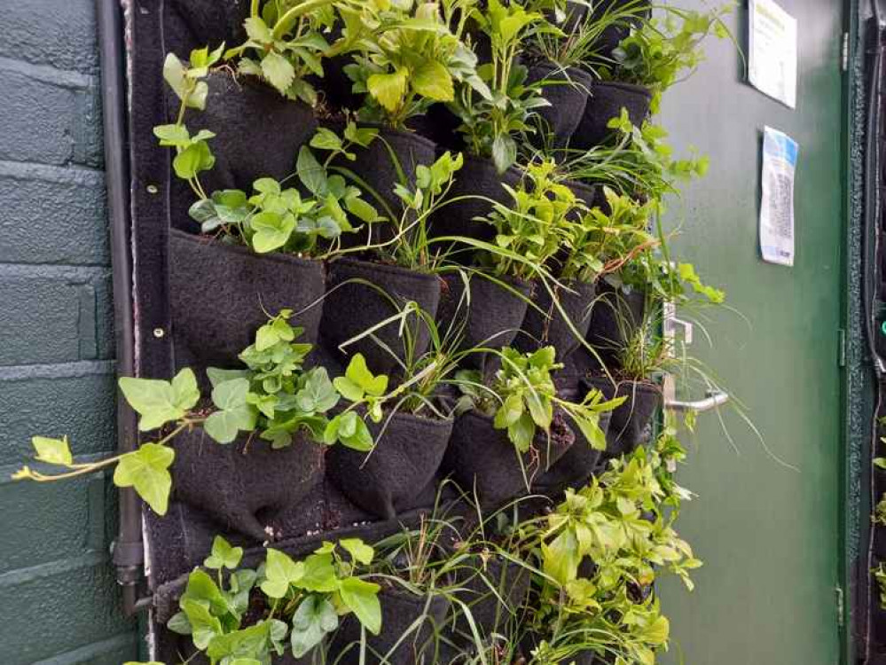 A couple of beautiful living walls have been added to the building A couple of beautiful living walls have been added to the building