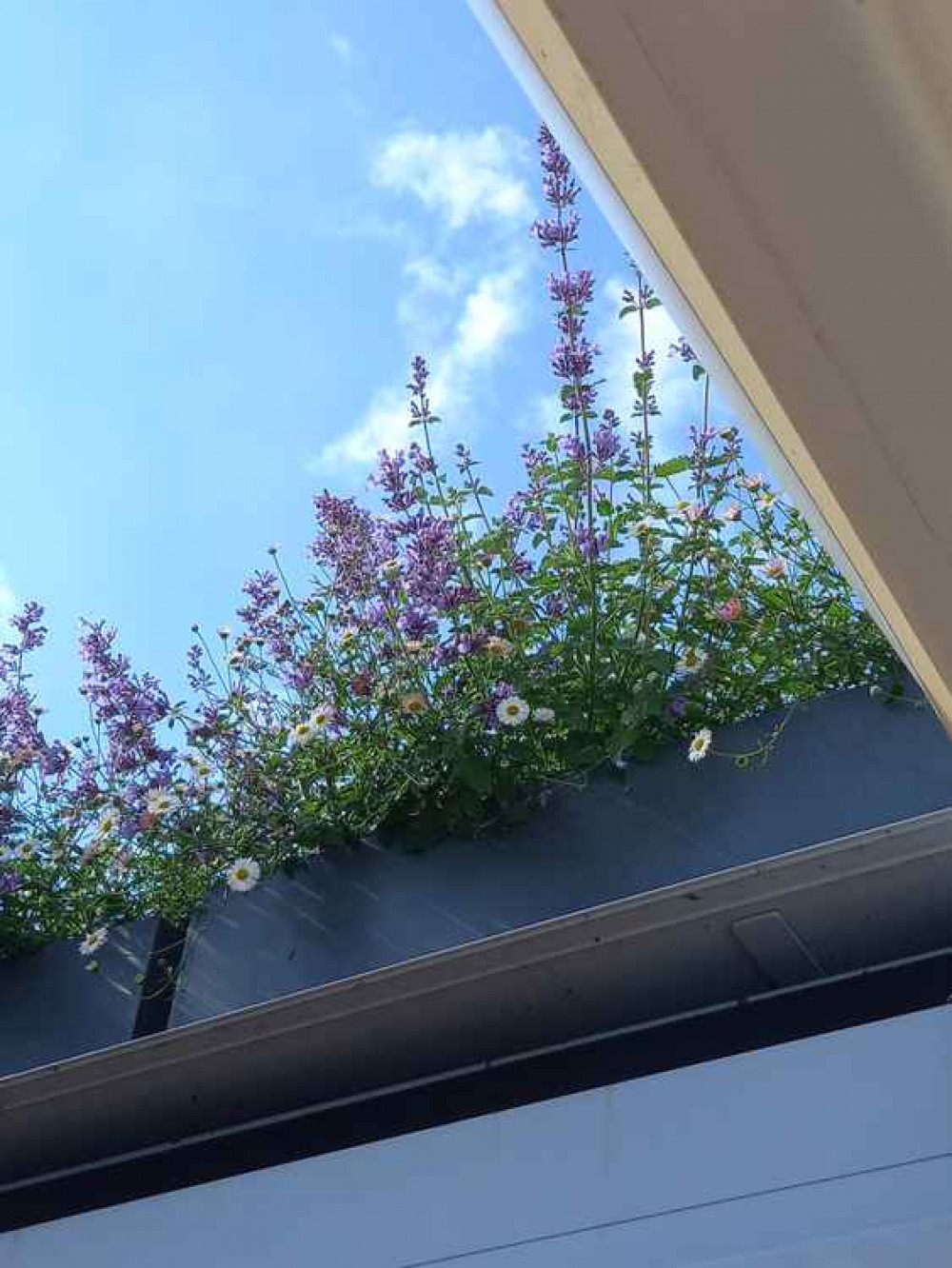 The roof has planters that we buzzing with life yesterday morning! (Image: Jessica Broadbent) The roof has planters that we buzzing with life yesterday morning! (Image: Jessica Broadbent)
