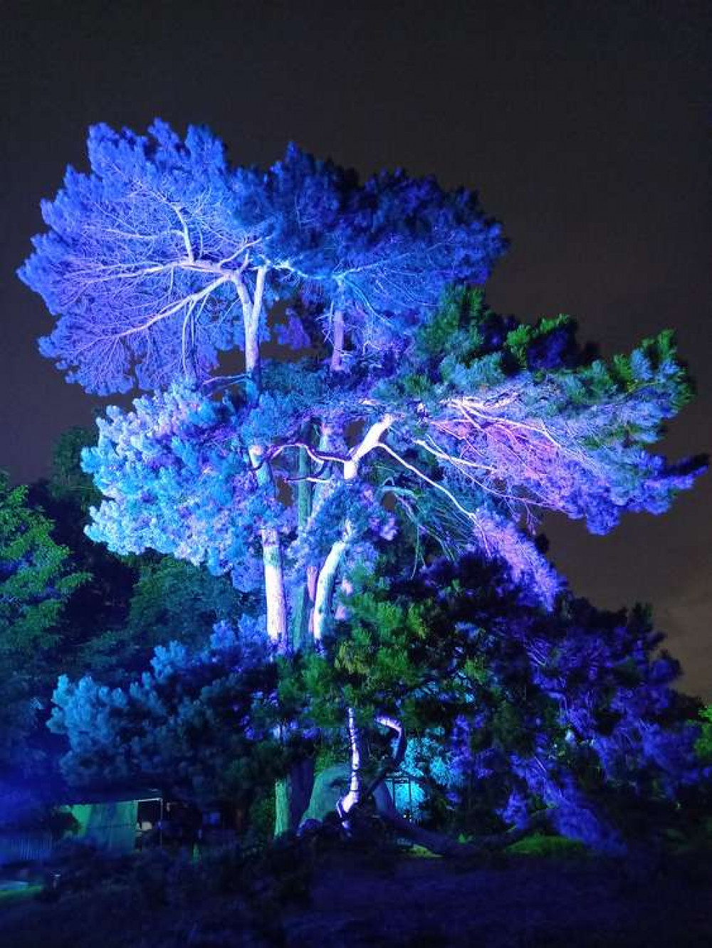 The trees are lit up throughout the performance and during the interval (Image: Jessica Broadbent Nub News - taken at the interval)