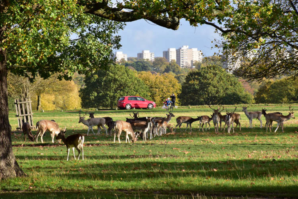 Deer in Richmond Park