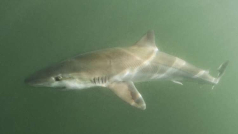 Tope shark can bite lumps out of its prey. Credit: www.wildlifetrusts.org/.