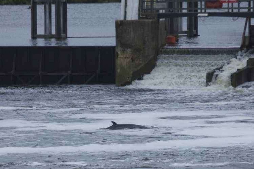 Minke whale calf that reached Teddington Lock.