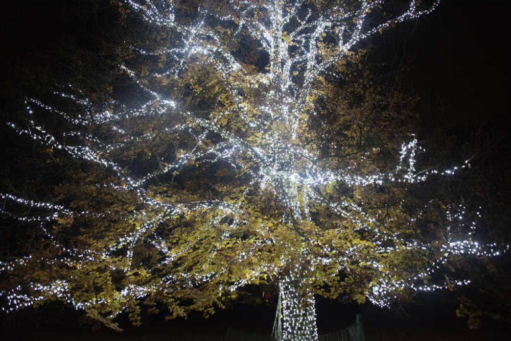 The magnificent luminescent display. Credit: ©RBG Kew.