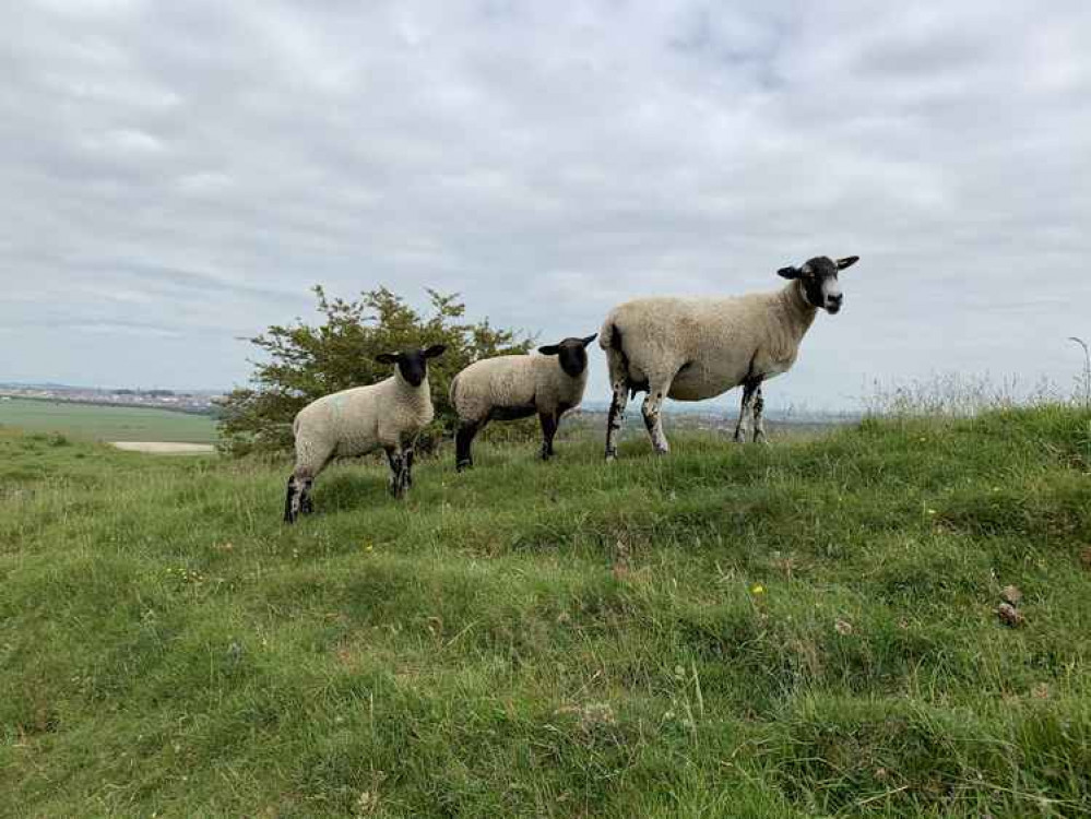 Sheep on Maiden Castle