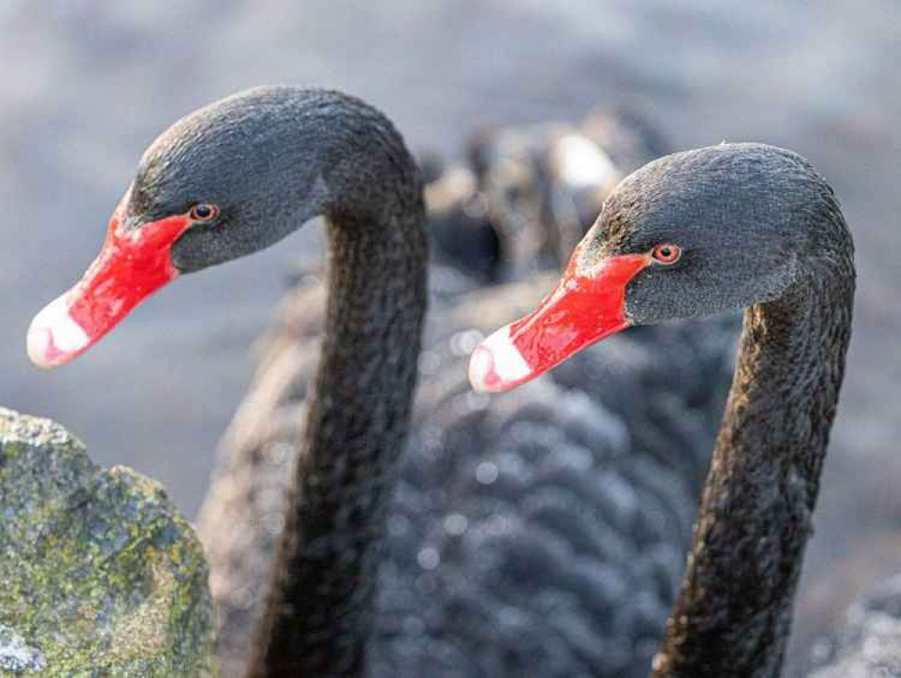 Black swans. Picture: Neil Salter