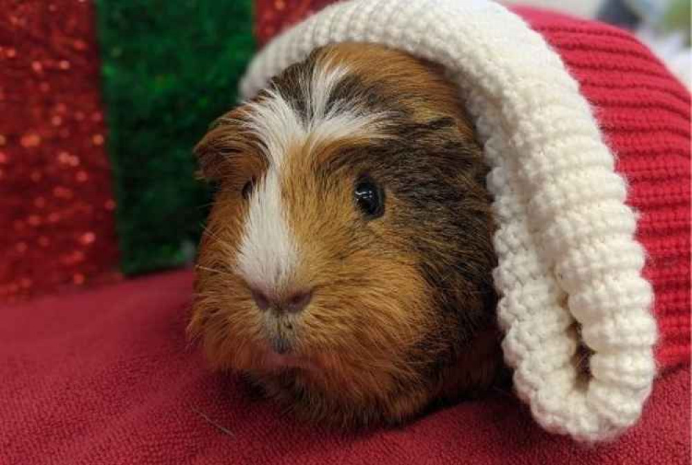 A 'pawprint' donation will help feed the animals at the rescue centre. Picture: Animals in Distress