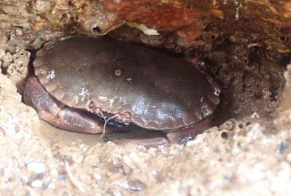 Edible crab. Picture: Toby Sherwin