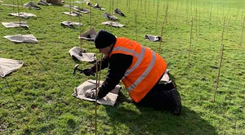 Tree planting in Teignbridge. Picture by district council