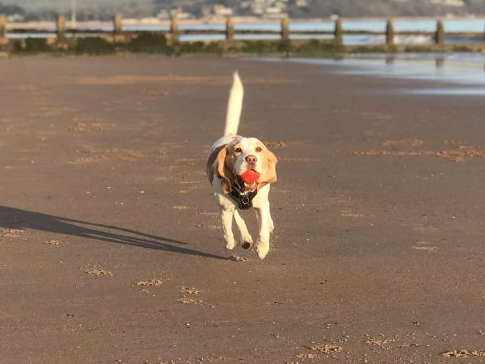 Playing ball games with your dog can help teach them recall Playing ball games with your dog can help teach them recall