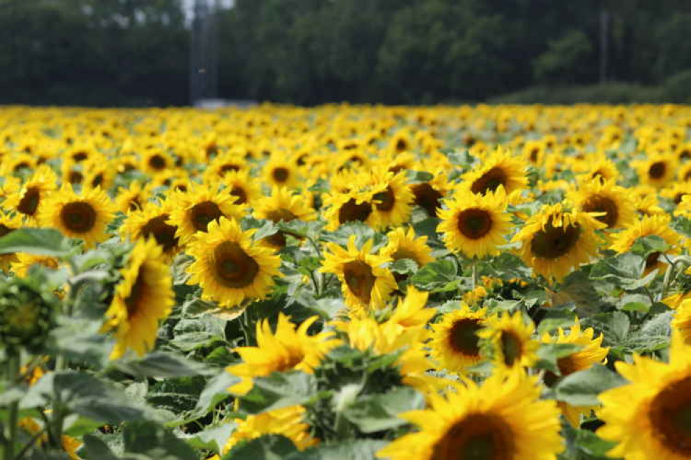 Sunflower field