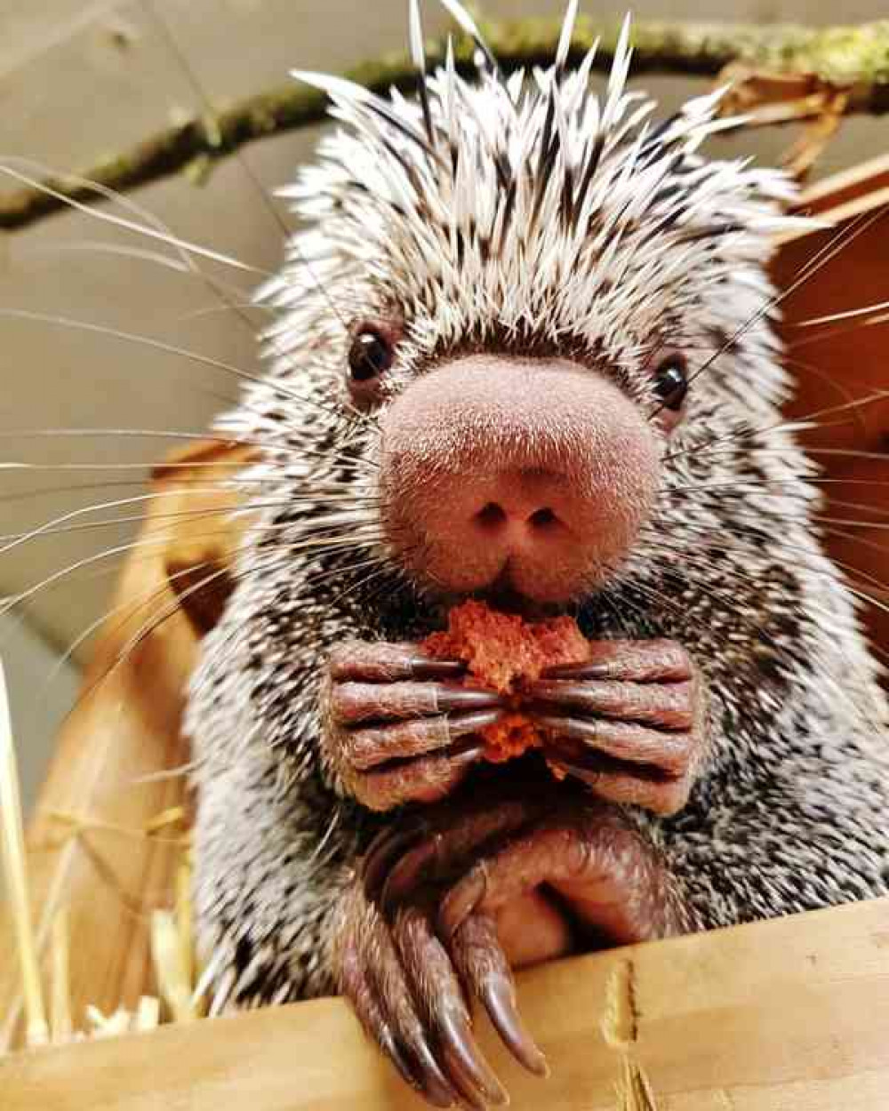 Is this Squash or Pumpkin? Both are unbelievably cute. Photo: Rachael Hallel