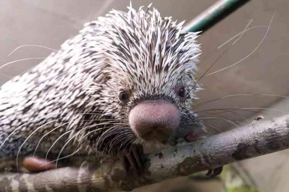 Officially a prehensile-tailed porcupine at Longleat. But we just think super cute furry animal. Photo: Rachael Hall