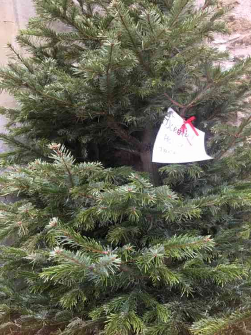A tree waiting for collection A tree waiting for collection