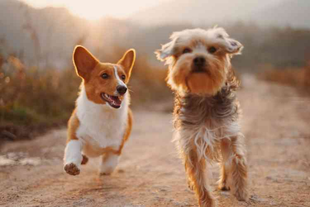 A prize for the fastest dog - not quite. Photo by ipet photo on Unsplash.