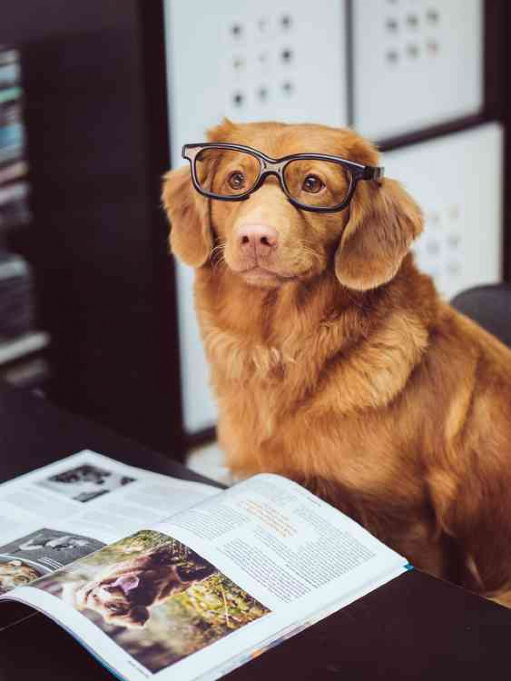 In return for helping out in the study, your pet gets a treat.Photo by Jamie Street on Unsplash