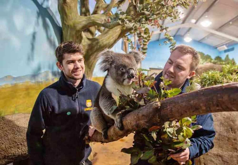 Longleat koala keeper Graeme Dick and his colleague have answered the SOS from Australia