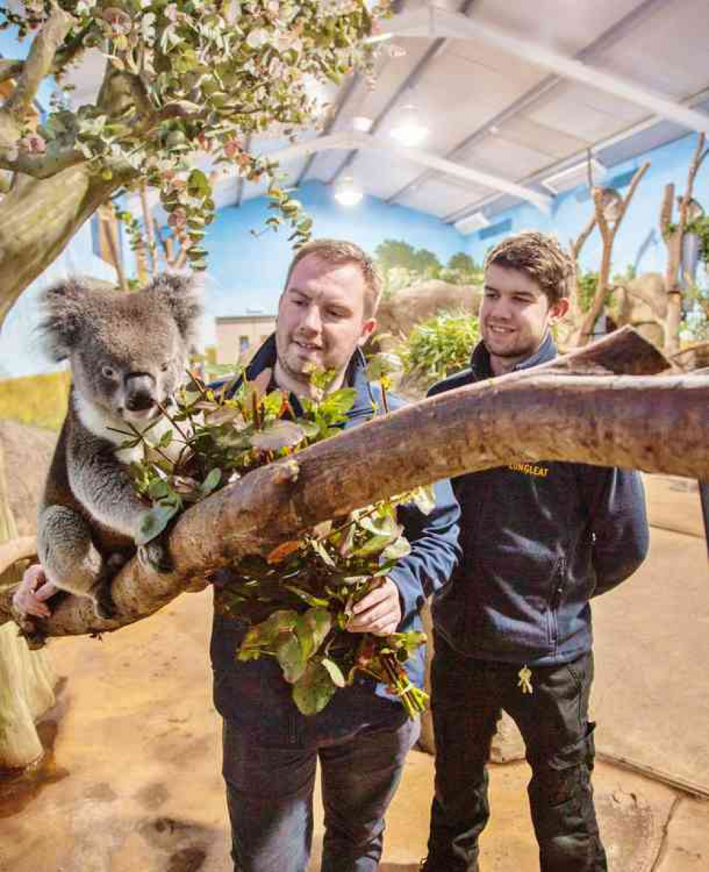 Graeme and James Dennis in Longleat's Koala Creek