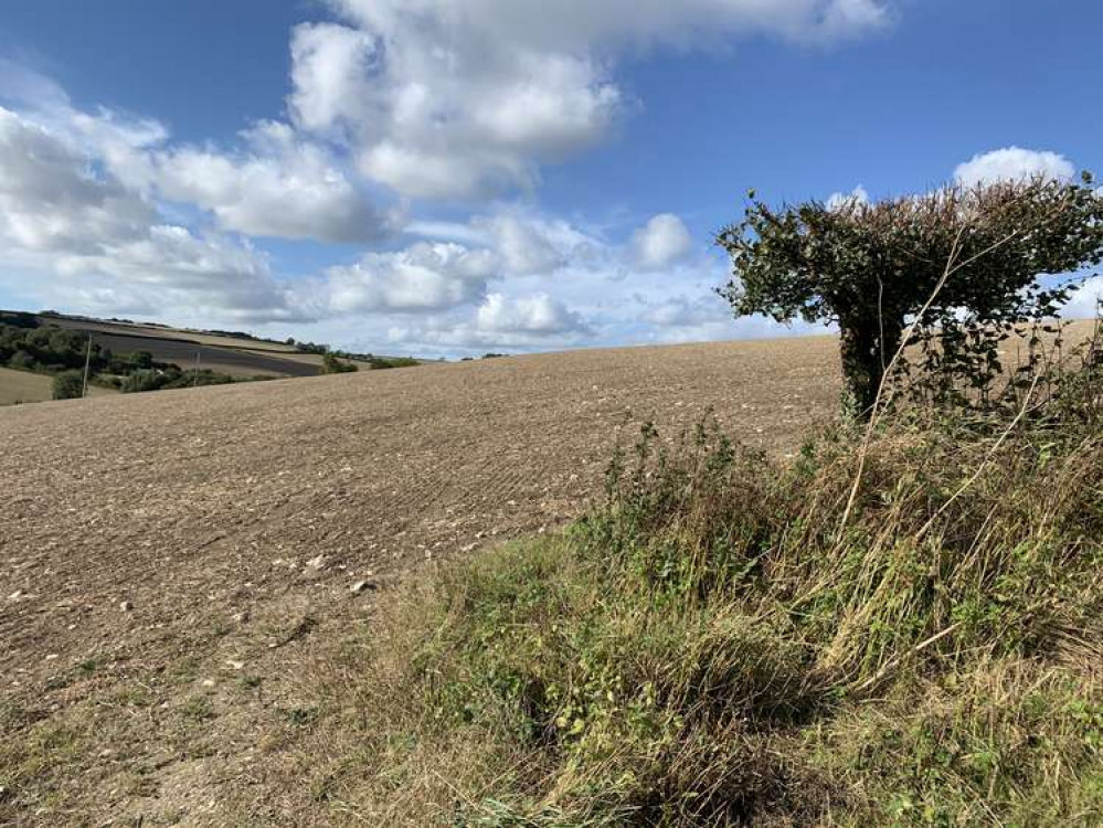 Continue straight across when a hedge comes into the field